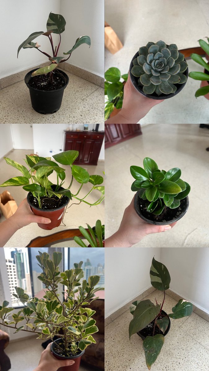 _PGOrtiz's tweet photo. Domingo de plantitas 🪴❤️ https://t.co/o52tCAYcSA
