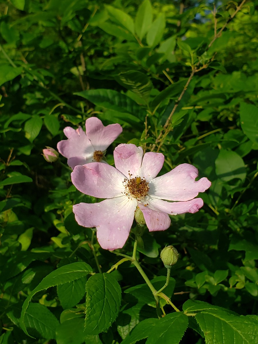 EngineerdSpirit's tweet photo. With the workshop gone, the area around our building site gets a lot more sunlight and a few native plants have appeared here we hadn't noticed before, including this Climbing Prairie Rose. Now, that it’s blooming again, hopefully it will also give us rose hips later in the year. https://t.co/eIsyJIE1Y2