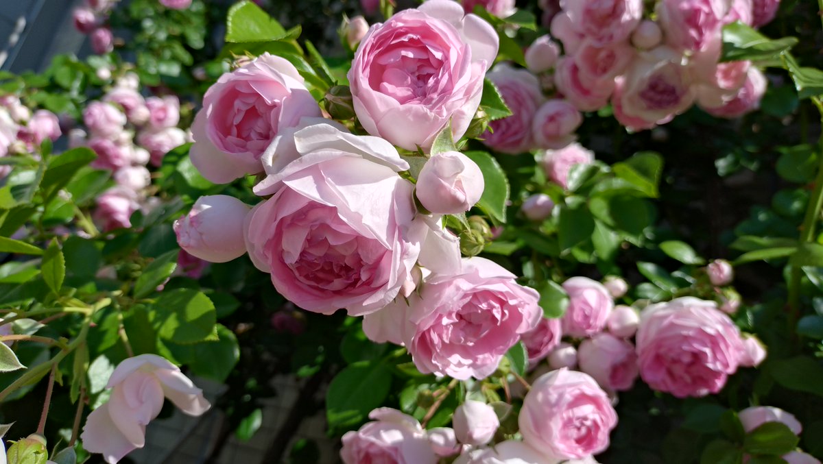 6/1 朝のシンデレラ🌹 満開を迎えました。丸みを帯びたソフトピンクの