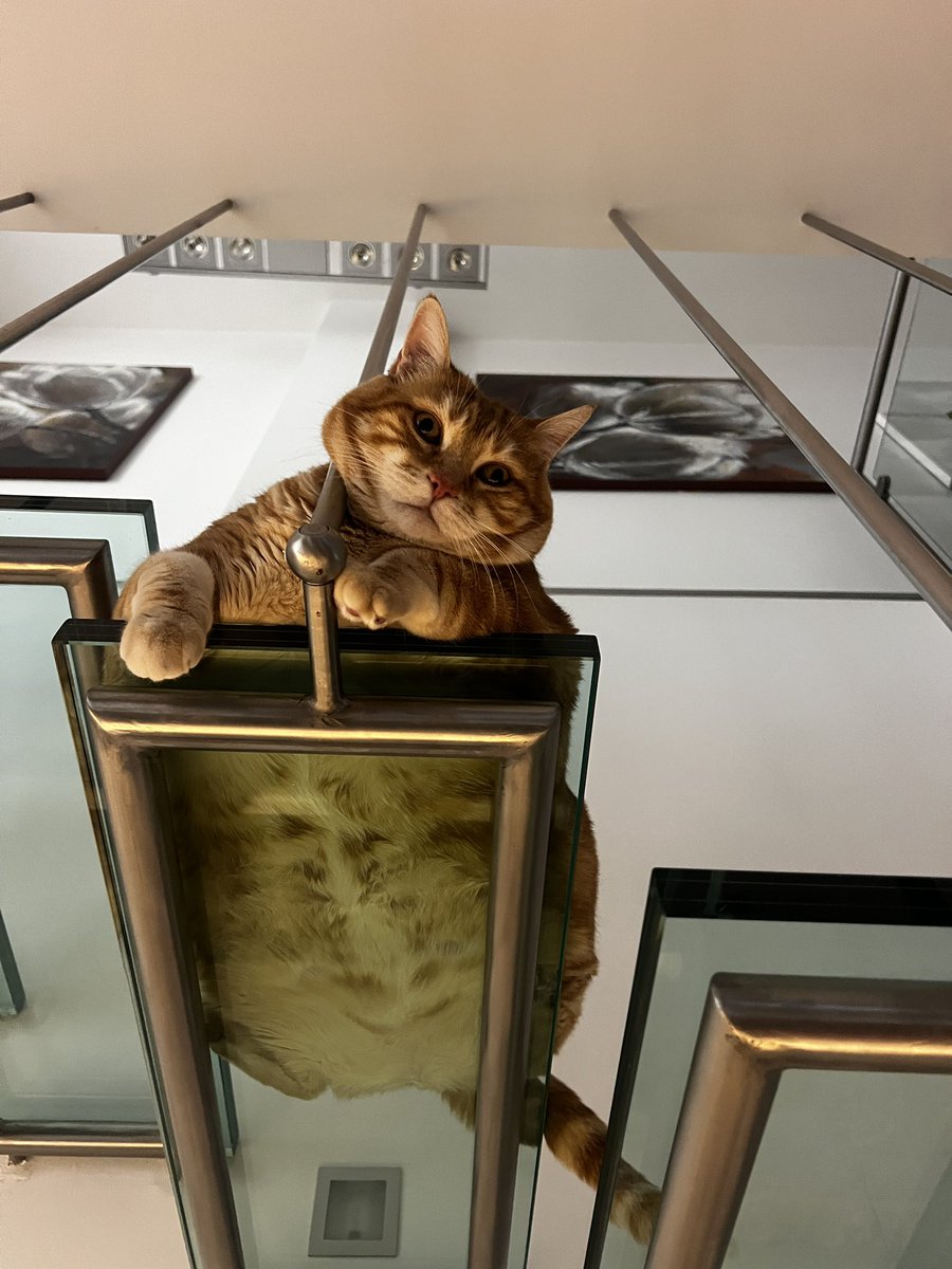 bio_72's tweet photo. Punti di osservazioni. Theodoro❤️
Se è porno tolgo😝
#gatti #gattirossi https://t.co/jDGDEFAyI0