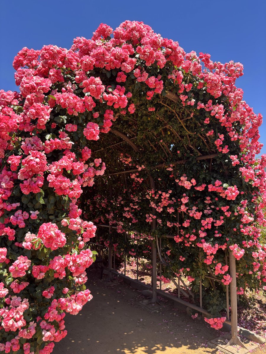 junopome's tweet photo. 先日、母リクエストの坂城のバラ公園へ🌹
バラが満開でした✨
#バラ園　#長野県 https://t.co/6m4YcGoOGB