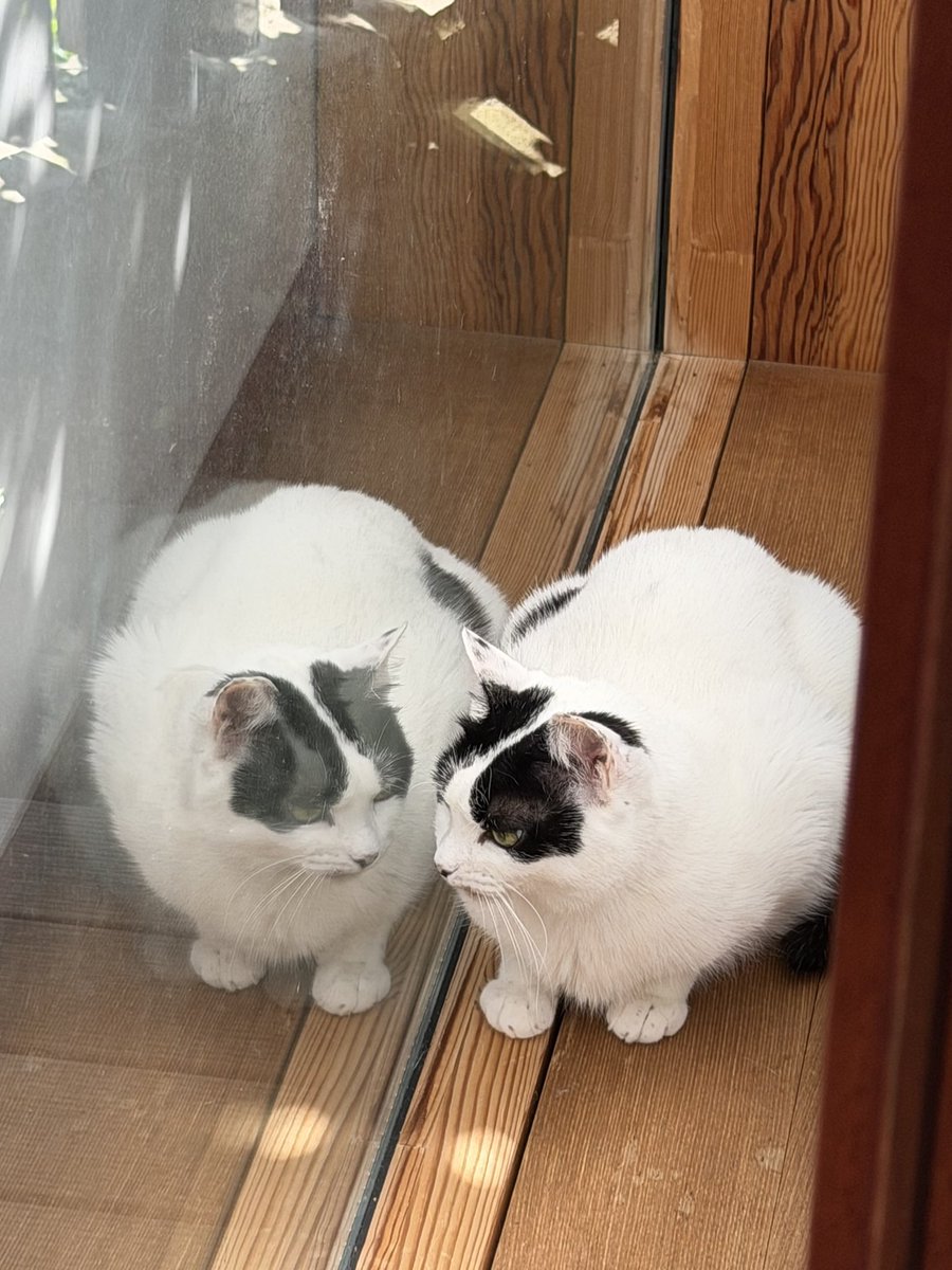 おはようございます。 今日から6月。快晴。 うちに猫は1匹しかいない