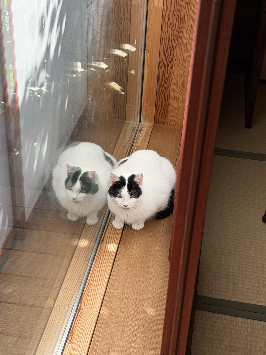 おはようございます。 今日から6月。快晴。 うちに猫は1匹しかいない