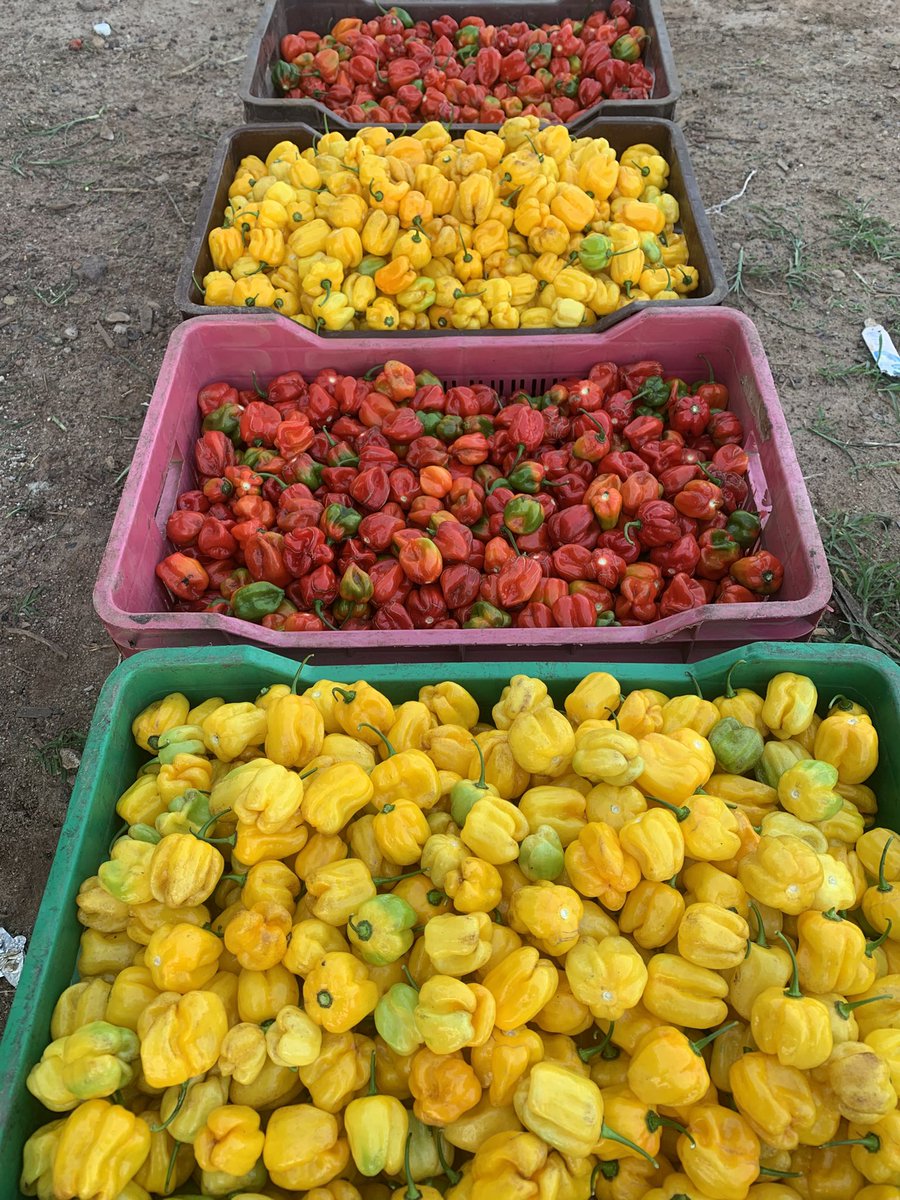 AishahAyilara's tweet photo. Sneak peek of the beauties I harvested today😍
Soooooo colourful❤️💛 https://t.co/BpMvKNj1Bu