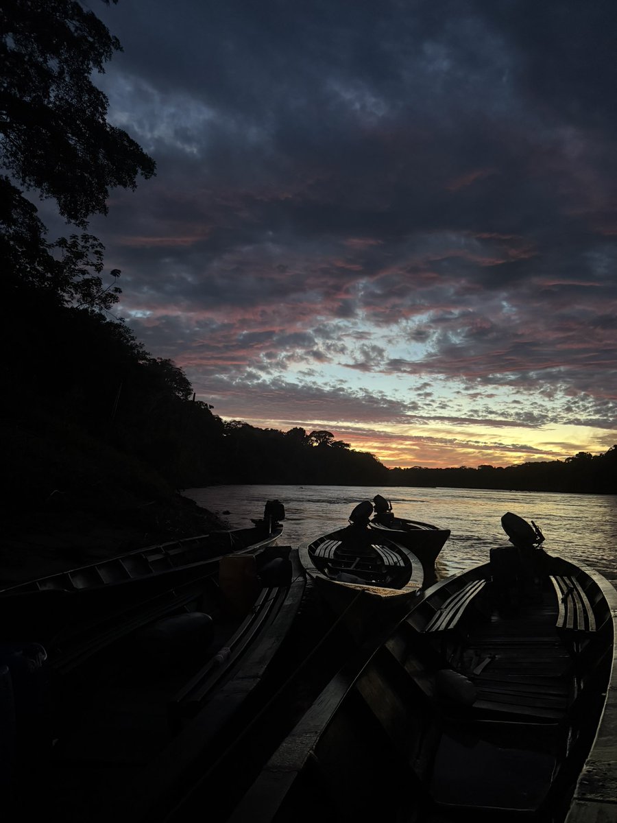 apraralphalpha's tweet photo. A world of its own ✨ #LasAmazonas #Peru #TambopataNationalReserve https://t.co/YM7GzK3Kns
