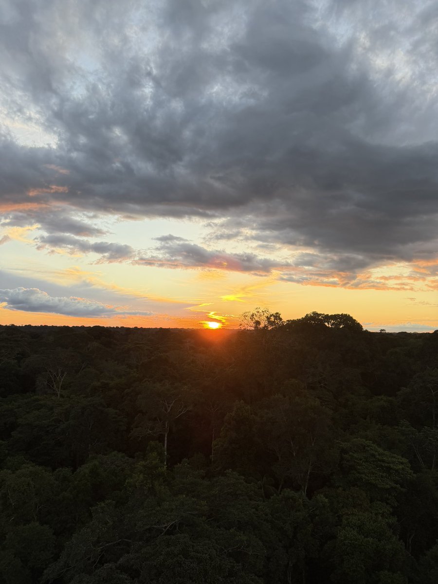 apraralphalpha's tweet photo. A world of its own ✨ #LasAmazonas #Peru #TambopataNationalReserve https://t.co/YM7GzK3Kns