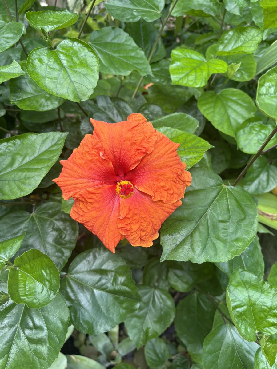 hlssnk's tweet photo. fleurs https://t.co/JCf3ea7kIj