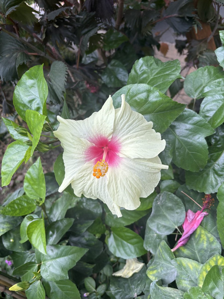 hlssnk's tweet photo. fleurs https://t.co/JCf3ea7kIj
