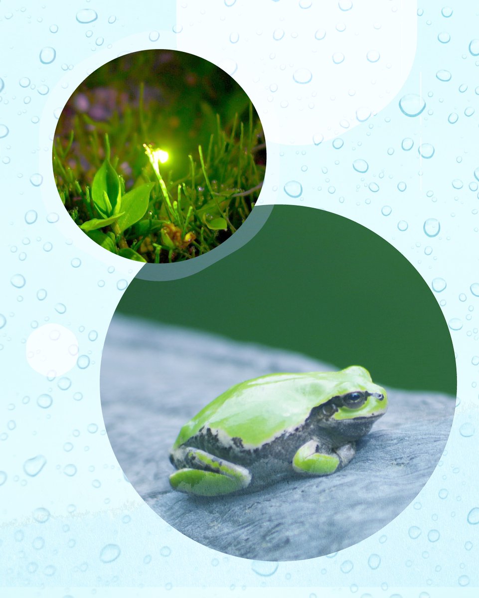 PrimiiNews's tweet photo. ６月といえば梅雨の季節ですね！☔✨
紫陽花などの季節の花はもちろん、
梅の収穫や調理を楽しむのもこの時期ならではです♪

さらに、マクロにフォーカスして
小さな生き物に目を向けてみるのもおすすめですよ😊
新しい発見があるかもしれません🌿

#プリミィ #PRIMII https://t.co/6EjmrDKR0Z