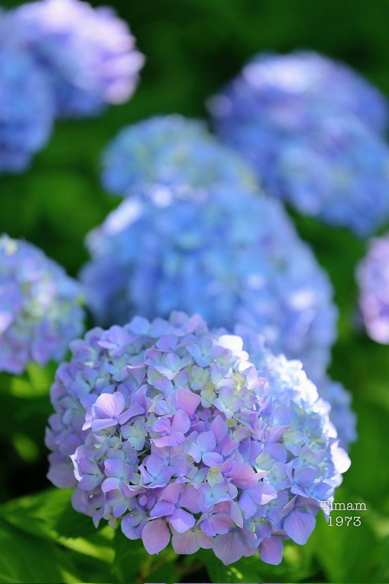 Timam1973's tweet photo. #寝屋川市 の #打上川治水緑地 で、#紫陽花 を撮影しました。
ちょうど見頃で、美しく咲いていました。 https://t.co/GhR3HnTsuG
