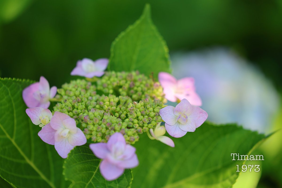 Timam1973's tweet photo. #寝屋川市 の #打上川治水緑地 で、#紫陽花 を撮影しました。
ちょうど見頃で、美しく咲いていました。 https://t.co/GhR3HnTsuG