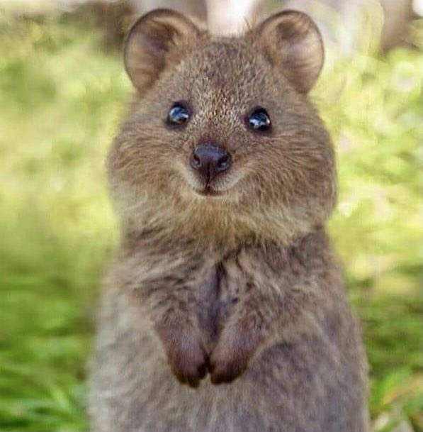 terrariuh2's tweet photo. introducing a new hanni animal. QUOKKA HANNI https://t.co/x1vDtAsB6c