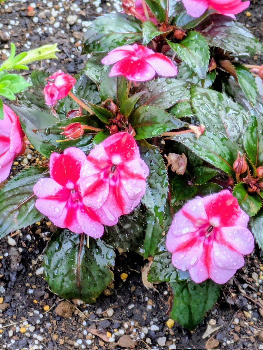 bo_breeder's tweet photo. キャンディストライプの
ニューギニアインパチェンスを
公園の花壇に植えてみました。
夏空に似合いとてもよい。
子どもたちに人気の模様。
熱心に観察する植物男児がいるようで、将来有望(⁠◔⁠‿⁠◔⁠) https://t.co/8MLQ8jcSrQ