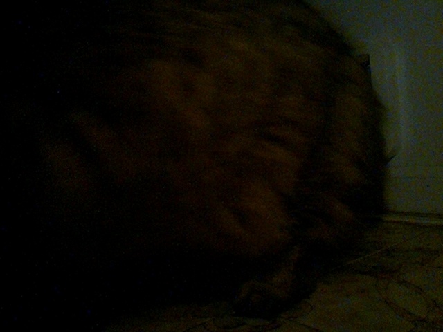 boosimba's tweet photo. Good evening cat of mystery!

Catmonic (using LandingLens ConvNext-[29M]) says the likelihood is 98.5%

Auto-tweet from catmon2: 2026-05-31_235902.jpg https://t.co/HvnhzsMWhY