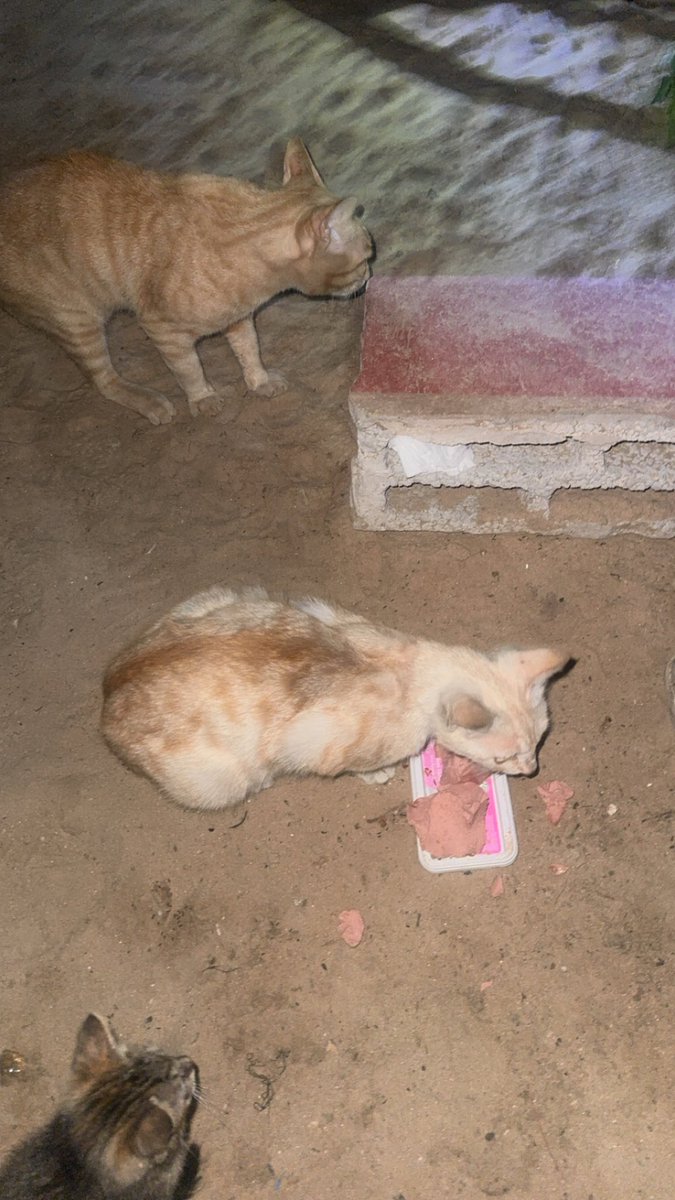 Mo7mmd30's tweet photo. This is my cat Leo. He died from hunger in Gaza.

After he passed away, it felt as if he sent these cats to me so I could care for them.

After my cat Leo died from hunger and famine in Gaza, I feel as if he sent me other cats to care for.

Today, I look after more than three cats. I provide them with food and water, and care for them every day.

I couldn’t save Leo, but I am doing everything I can to prevent these cats from suffering the same fate.

Every time I feed them, I remember Leo.

And every time I look at them, I feel as if Leo left me a small promise to keep:
to take care of them and never let them face hunger alone.

Please help me feed them by making a donation. 

https://t.co/u5tkAbVcUM