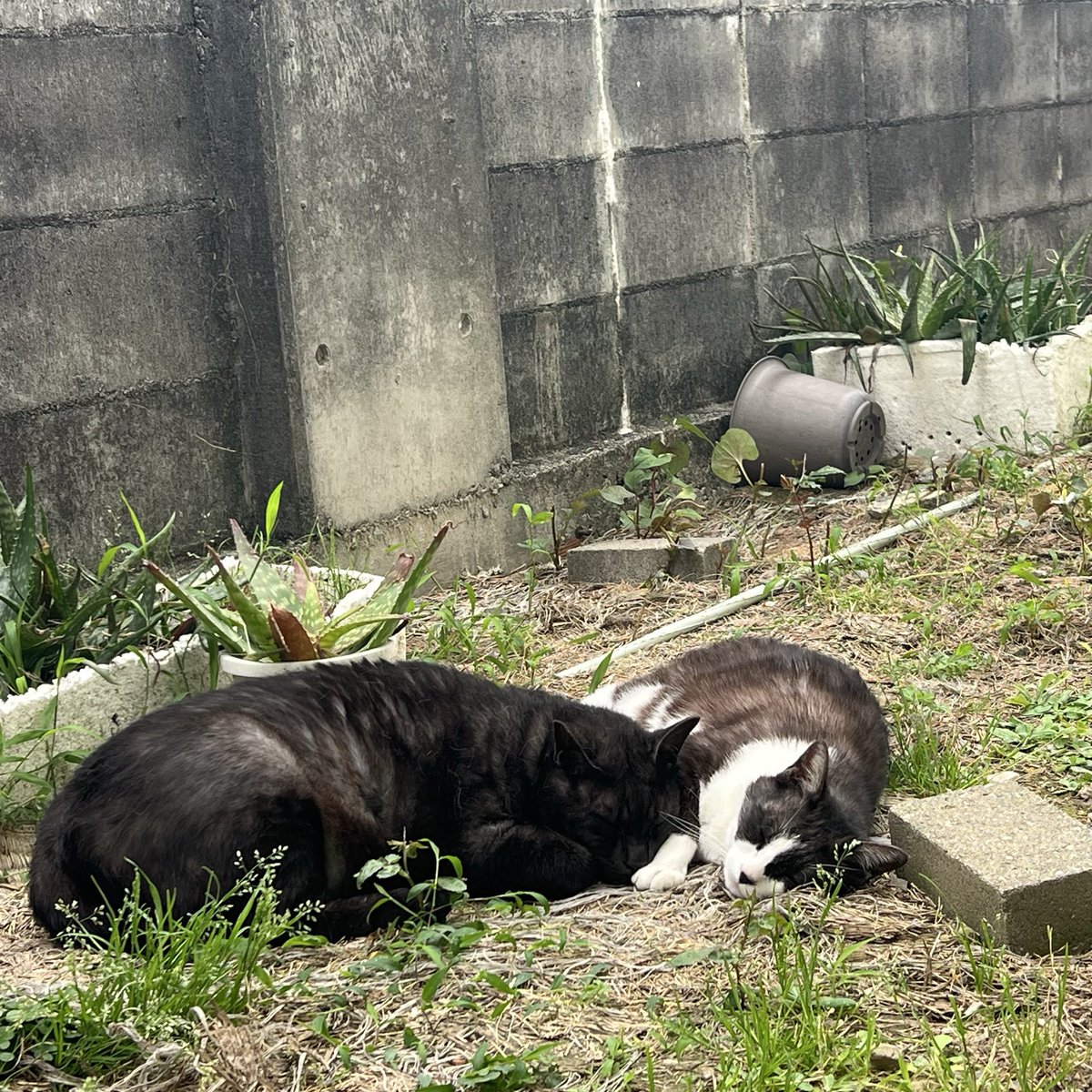 gonnatu's tweet photo. #cp807   おはようございます。私の写真フォルダー　孫2人と犬猫だらけ🤣　猫は家の子も外の子も😂　
かわいいので見てくださいね。 https://t.co/IKlpNWqlTV