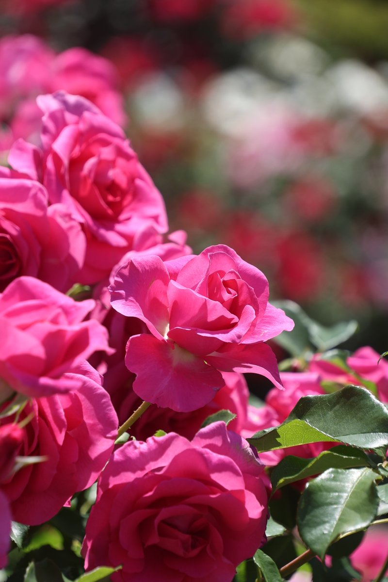gontanokoneroku's tweet photo. Rose 😁

#Flowers #Rose https://t.co/wQSM6XzUBf