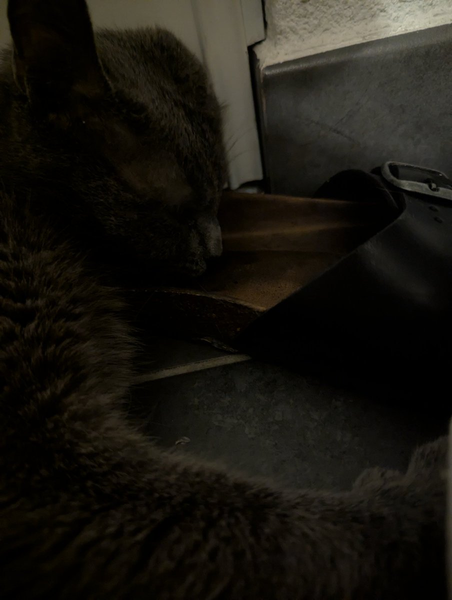 maitresse_feetL's tweet photo. mes pieds rendent fou même mon chat 🫠 https://t.co/FYrOUXcT9u