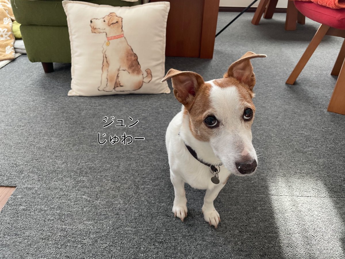 kenken_JL's tweet photo. ジャックんの漲るおっさんパワーで今日から6月にしていただきましたおはようございます🐶

#ジャックラッセルテリア
#月曜日 https://t.co/v4aA7MJYY3