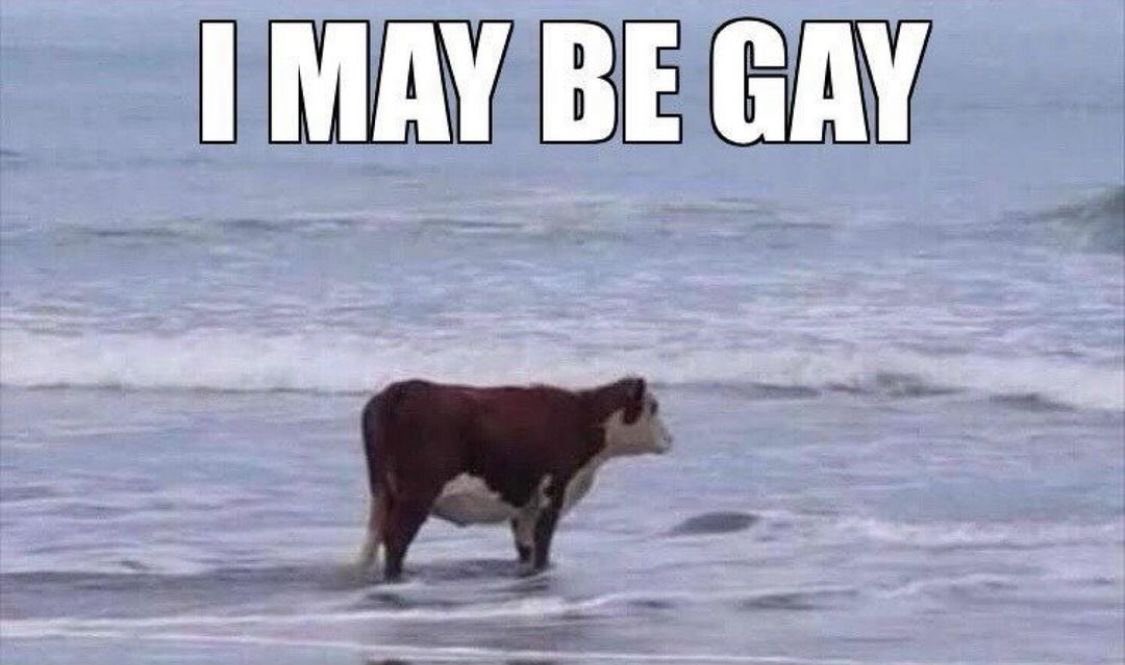 cow tweet media