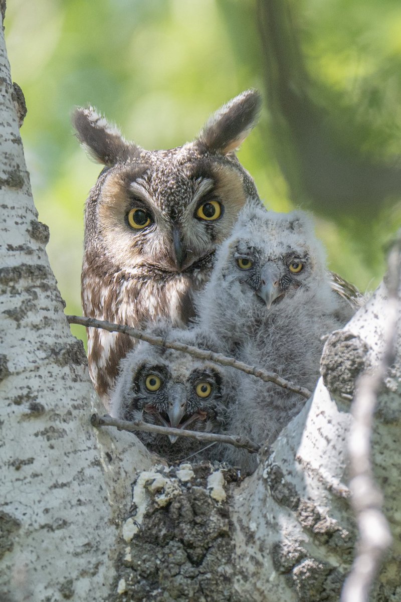 Jeremyrand101's tweet photo. incredible find today in the woods! a long eared owl nest!!!! https://t.co/VVCGctouv6