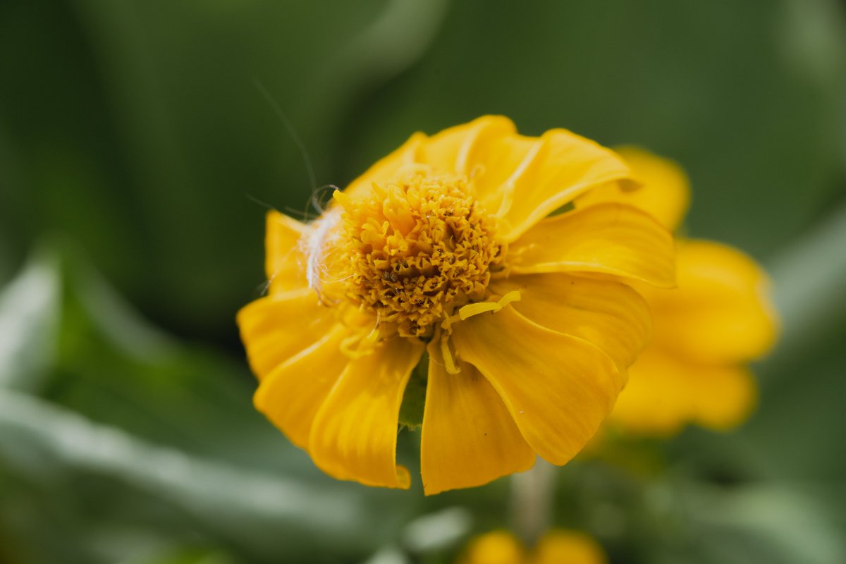 Chimo_Alice's tweet photo. マクロを撮るなどした。
LUMIX S5M2
TAMRON SP 90mm f2.8 Macro 1:1 https://t.co/ztcfzEYlj8
