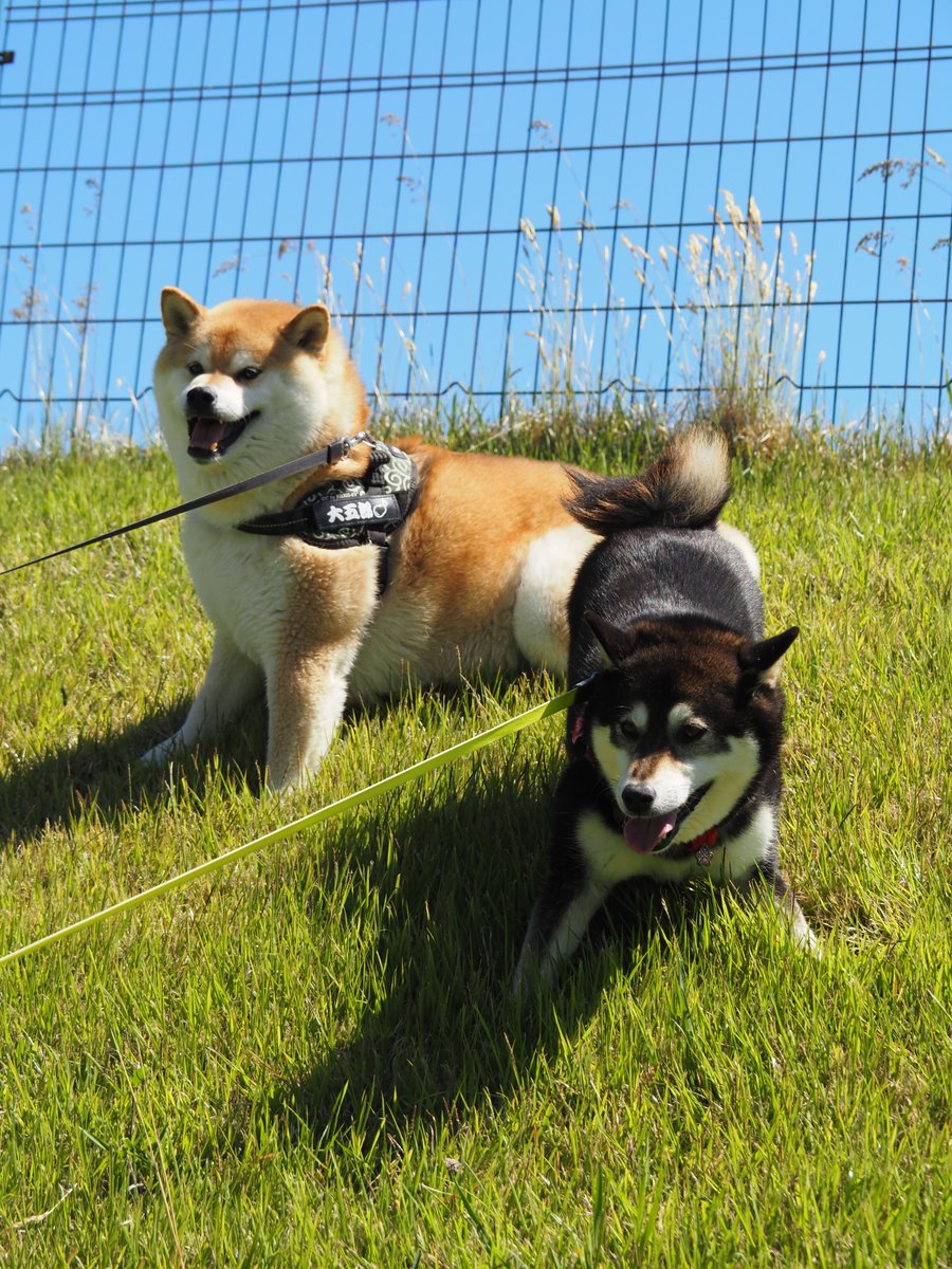 大五郎(柴犬) tweet media