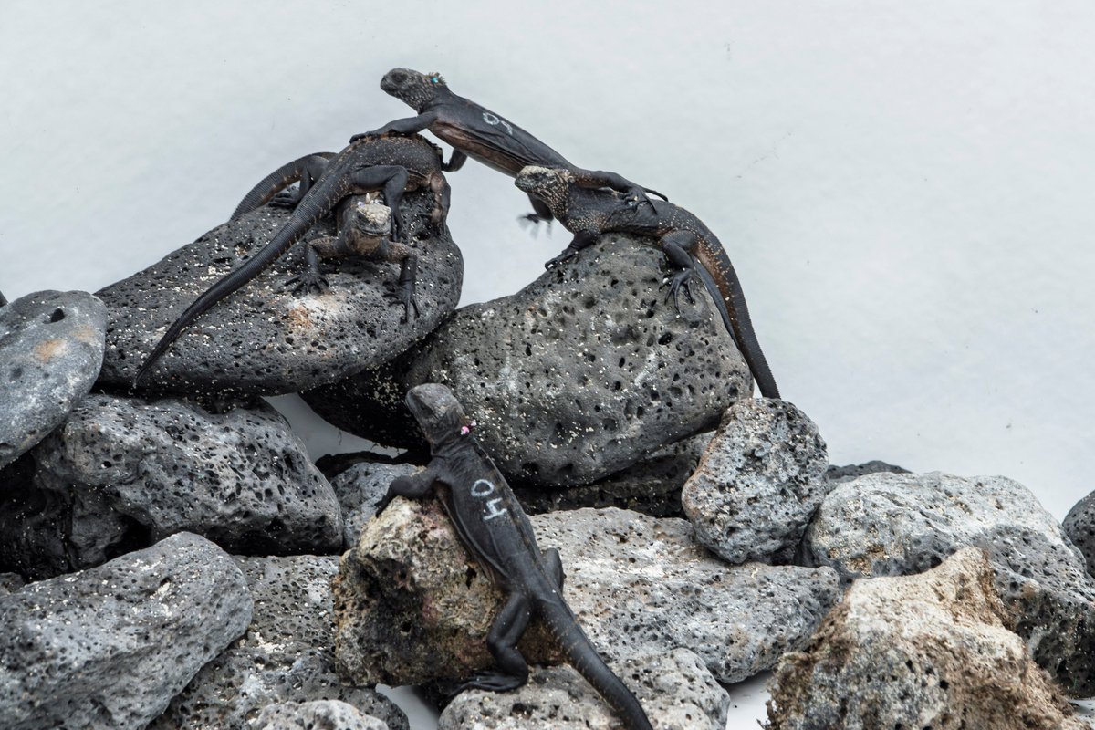 parquegalapagos's tweet photo. Detrás de este retorno existe un trabajo técnico, veterinario y judicial para proteger su vida y evitar riesgos para los ecosistemas del archipiélago.

Hoy están nuevamente en casa, bajo cuidado especializado, mientras continúa el proceso para su futura liberación.

Proteger Galápagos también significa actuar a tiempo, unir esfuerzos y mantenernos firmes frente al tráfico ilegal de fauna silvestre.

Más información  👉  https://t.co/J67Ui9IDns