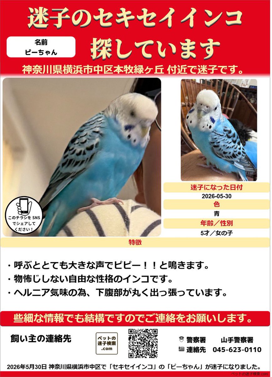 yc5KsVpWQmmzj1J's tweet photo. 横浜市中区で青いセキセイインコを探しています。
今日で迷子になった5月30日から二日経ちました。
山手駅周辺から山頂公園付近まで探していますが、まだ手がかりがありません。
保護されている方、保護した方をご存知の方、ご連絡をお願いいたします。 https://t.co/B7DXxelWGE