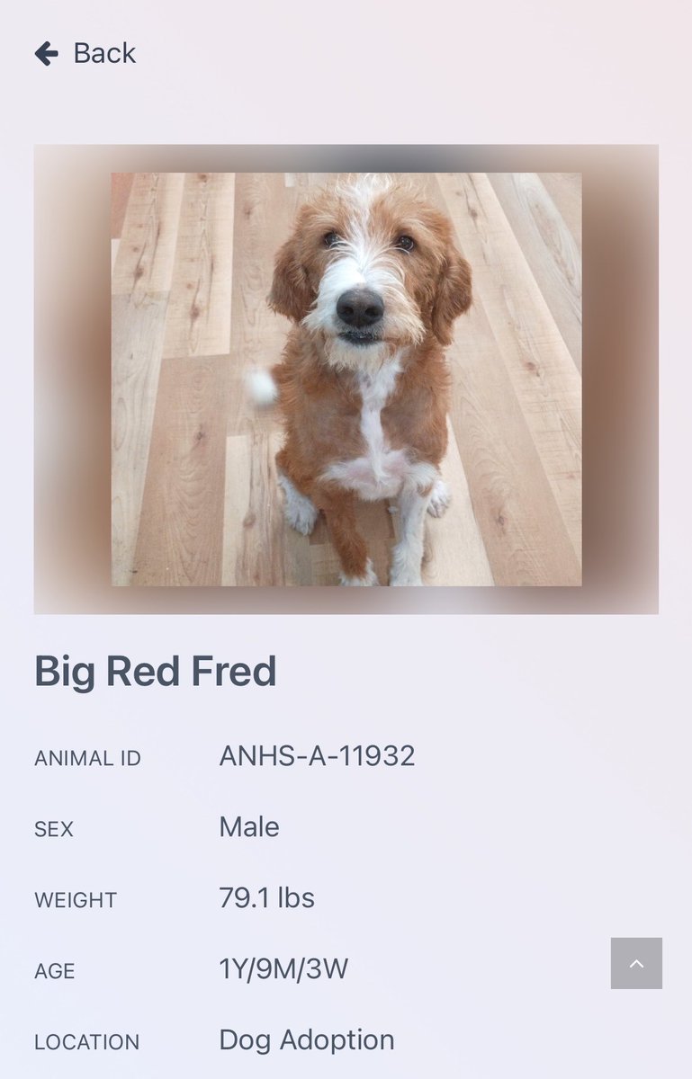 threadbaresuede's tweet photo. THE DOG MY MOM IS LOOKING AT 😭💔💔💔 FRED 😭😭 https://t.co/sYqks6M5iv