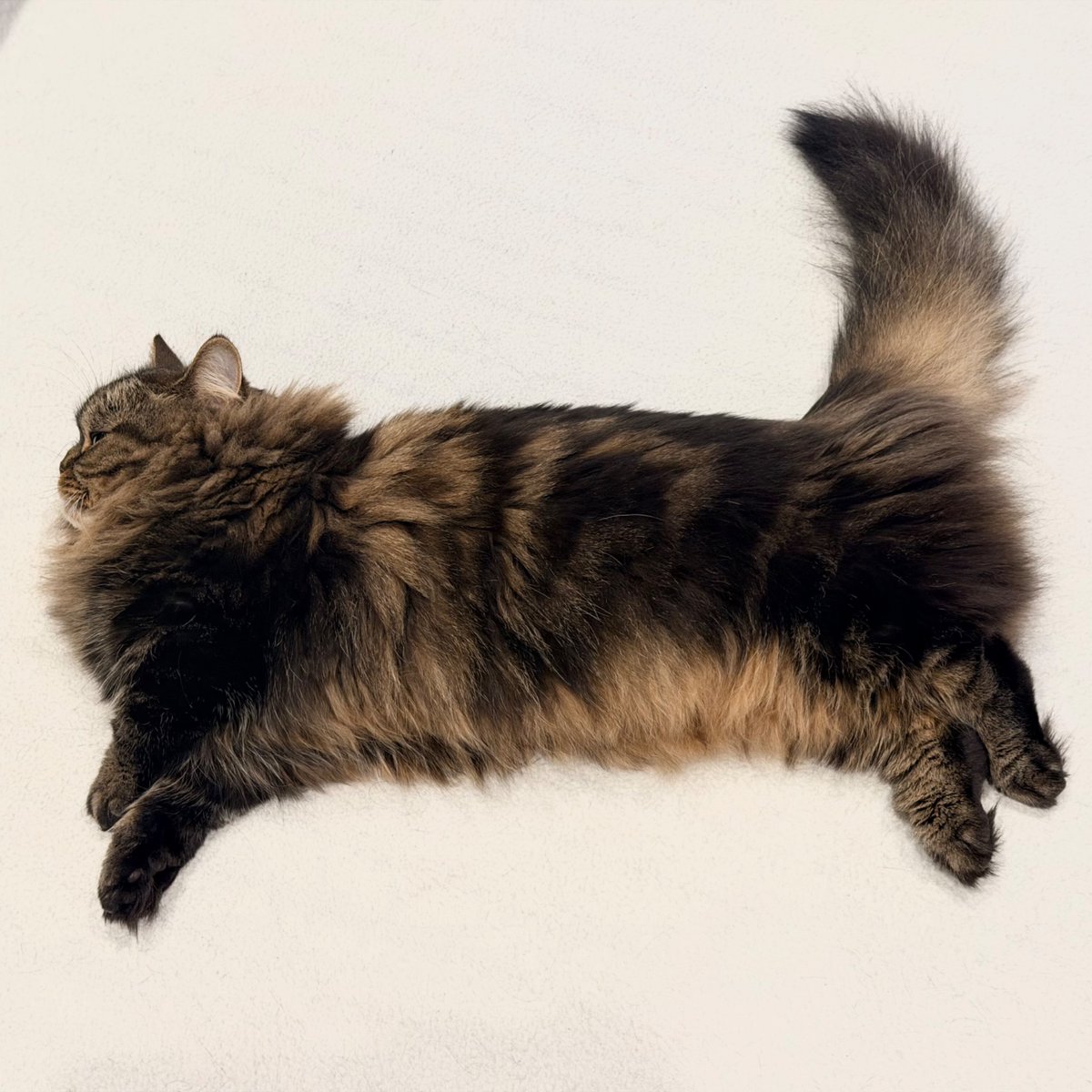 MunchKINGArthur's tweet photo. 本日の猫拓 https://t.co/fytJHRmWqJ