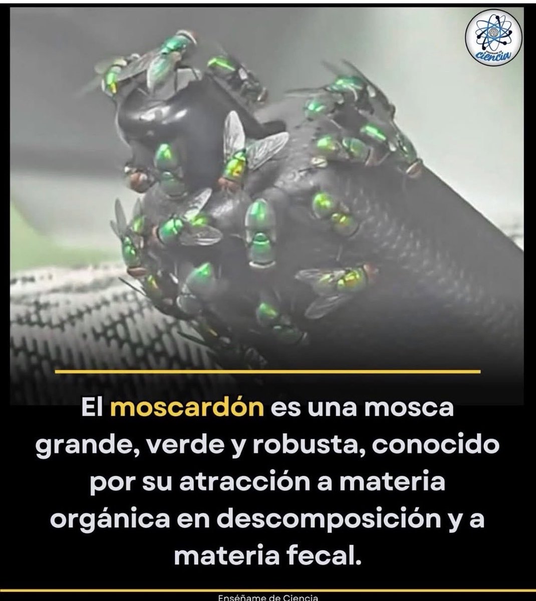 El_Trader1's tweet photo. Los chairos https://t.co/Tl2rVZdG3n