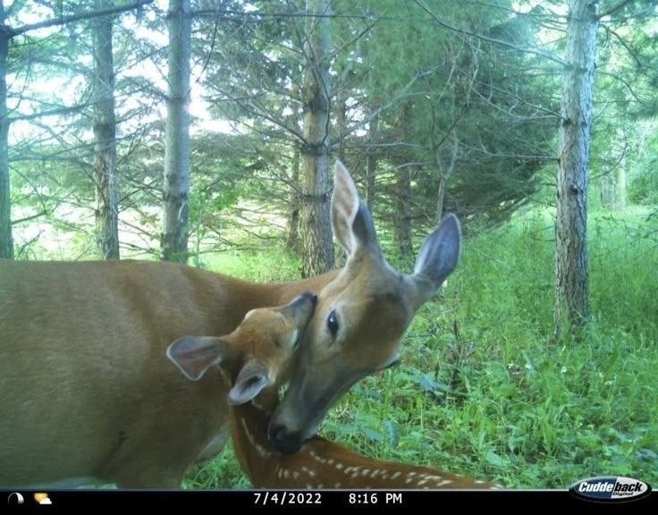 Deerposts tweet media