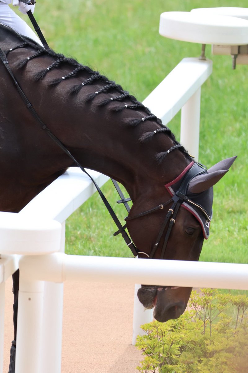 otake_umak1's tweet photo. ディープボンド
** ┈┈┈┈┈┈**
2026.5.31 京都競馬場

つまみ食いしようとしてましたね、見てましたよ😛 https://t.co/QxuCfmSZYM