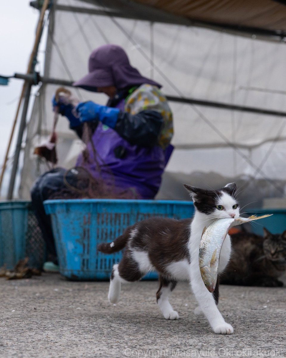 猫写真家 沖 昌之 (MASAYUKI OKI) tweet media
