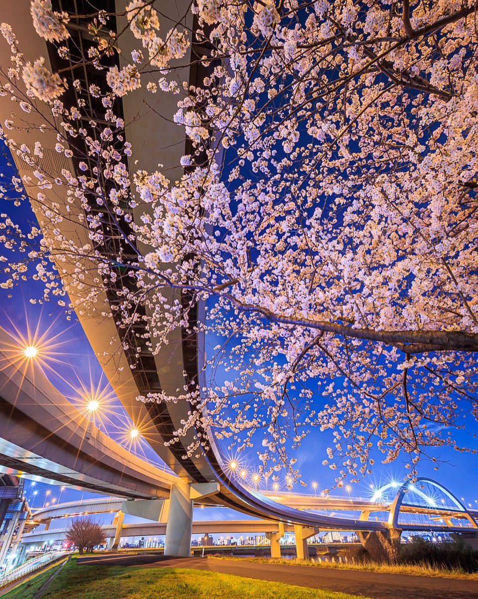 Flowers world tweet media