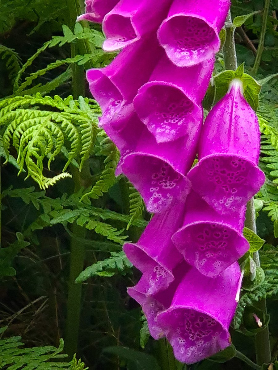 sandra_nimha's tweet photo. Welcome June. #magentaMonday #letitbloomjune https://t.co/DTiaBwq5Do