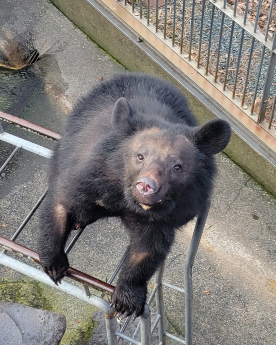 目が合うといつも猛烈な視線で何かを訴えてくるほたるちゃん🐻 #ほたる
