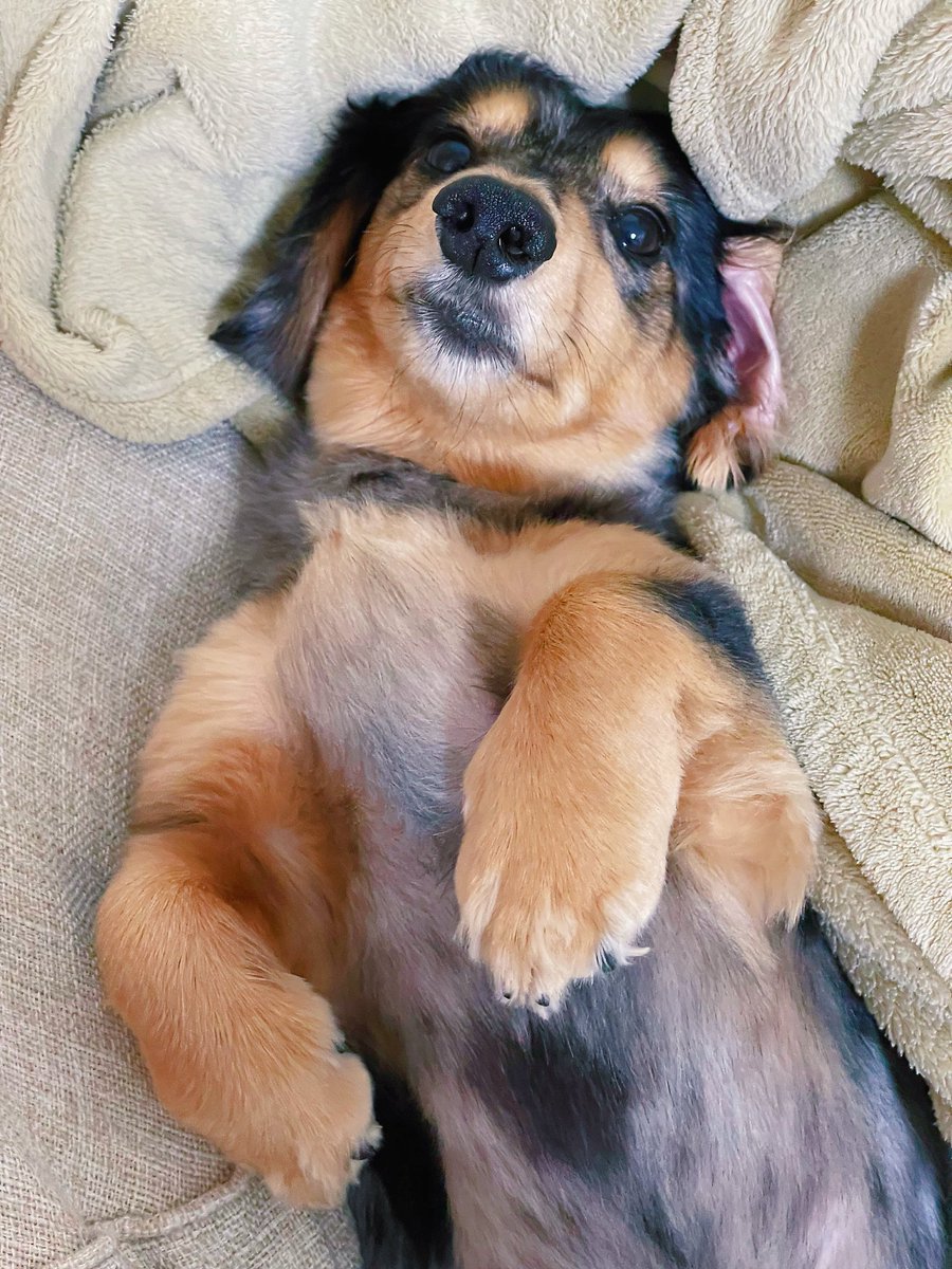DappleNoel's tweet photo. 今日の愛犬。 https://t.co/VlT5d7EX5N