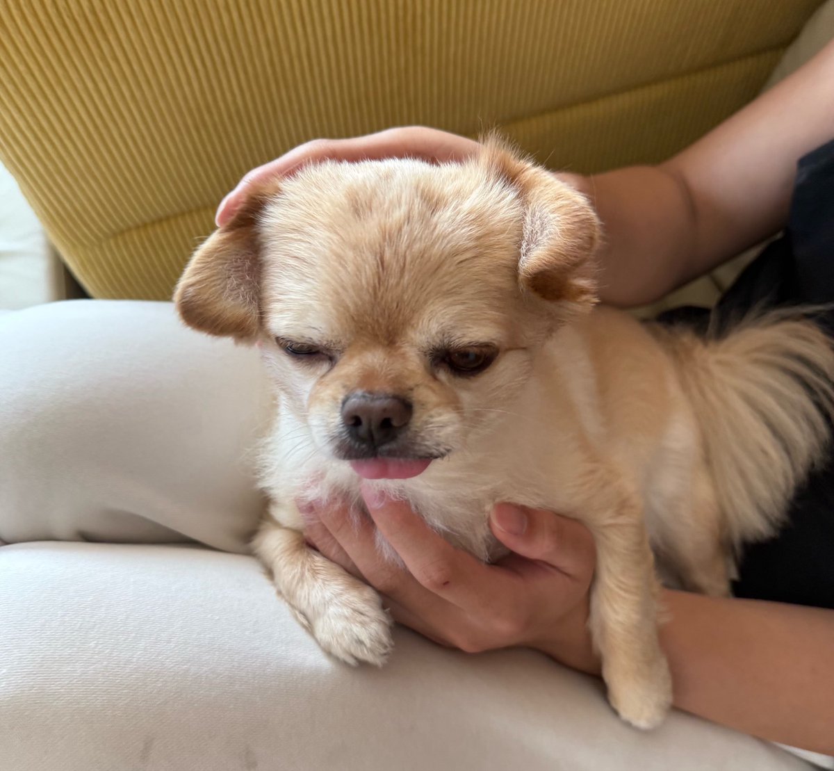 731ten's tweet photo. 耳であそばれても無抵抗だし口あわあわ https://t.co/PjmT0G7Yr6