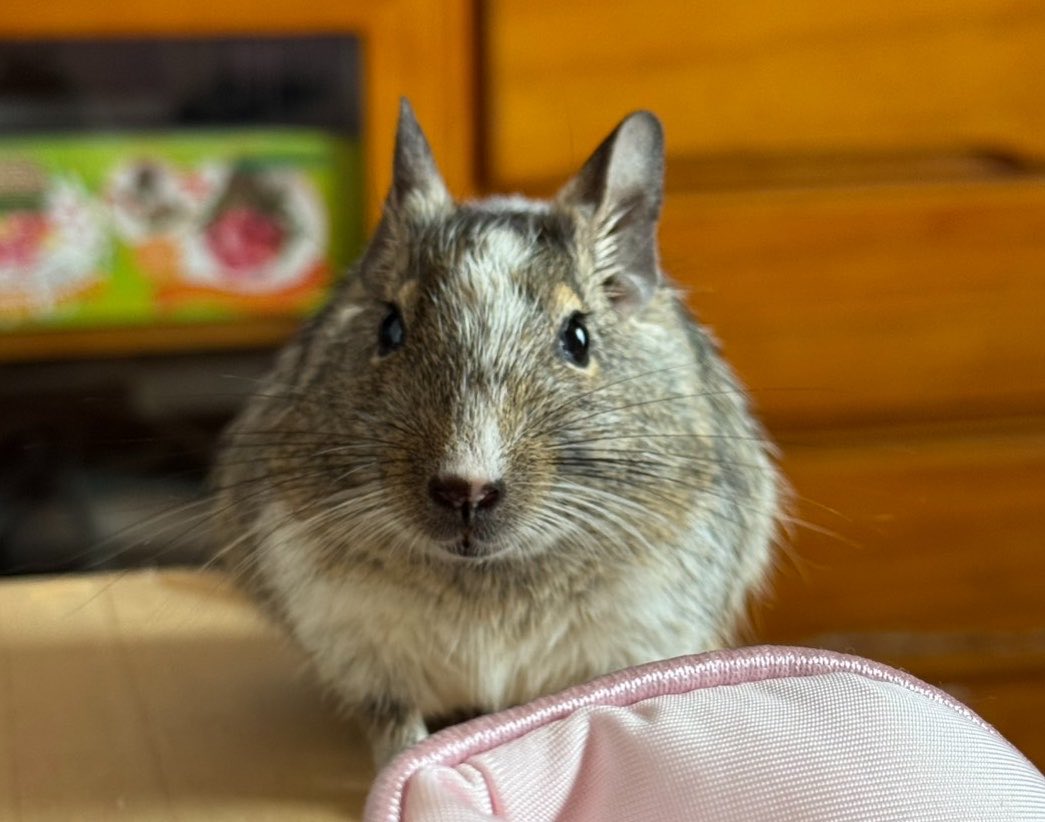 poti_wan_'s tweet photo. うちの可愛い可愛い天使のデグーをチャッピーに鼻セレブデザイン加工してもらったらエグいくらい可愛いデザイン作れた…

これは可愛すぎる…

#デグー https://t.co/6AvP9nOPVS