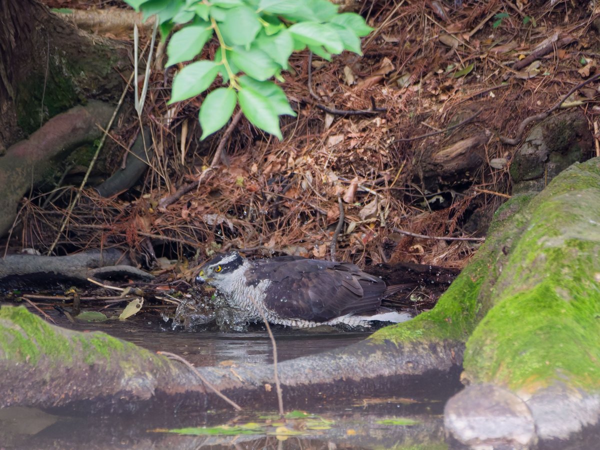 yeniao's tweet photo. 今朝の野鳥@石神井公園（5/31）　カイツブリ、ゴイサギ、アオサギ、コサギ、カルガモ、カワセミ、ムクドリ、シジュウカラ、オオタカ、ヒヨドリ。カワセミ幼鳥が自力採餌開始。成功率高くなかなか優秀。オオタカは水浴びに出てきた。全体的には鳥枯れの様相。杜鵑来てほしい。 https://t.co/sQ8xLVhmf6