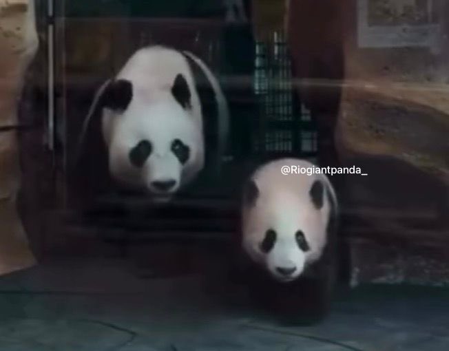 riogiantpanda_'s tweet photo. Who’s ready to come and meet me today? 🐾🐼🎋🩶

Very grateful for @TSI_Bogor and all the Taman Safari teams for being so helpful throughout yesterday’s unfortunate events (our IG got suspended twice) https://t.co/abNKp3ylta