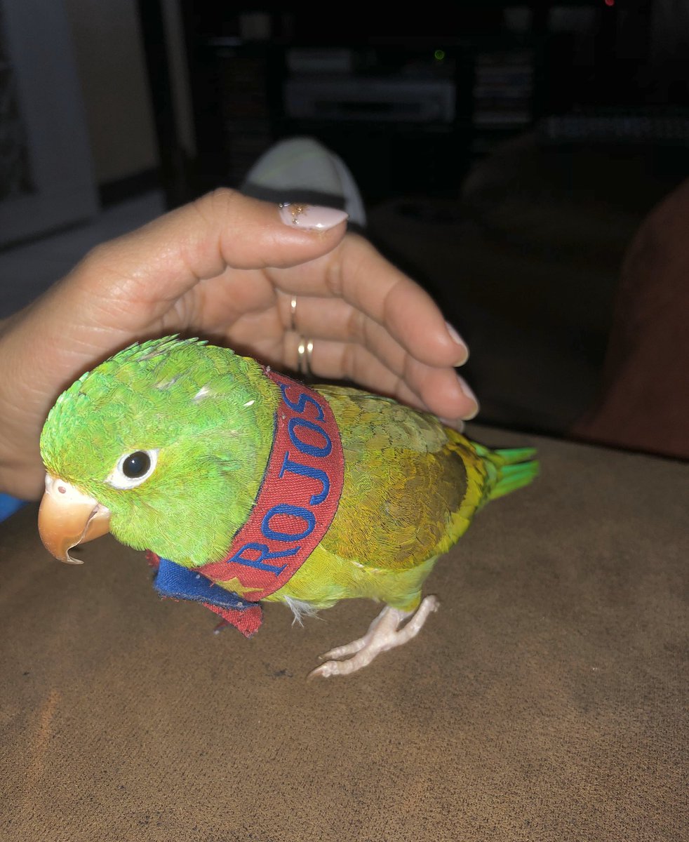 _MirnaRubio's tweet photo. 31 de mayo día internacional del loro! 🥹🦜 (ella también cuenta y más por ser rojita). ❤️💙❤️💙 https://t.co/uqjXdHrkJd