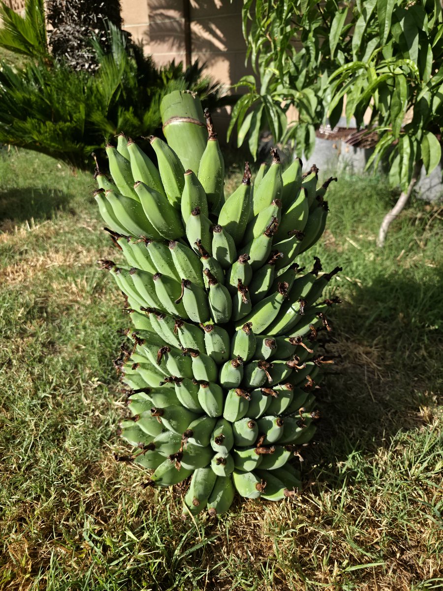 DeyMaLex's tweet photo. 👨🏽‍🌾🍌 https://t.co/b2PagxdNyi