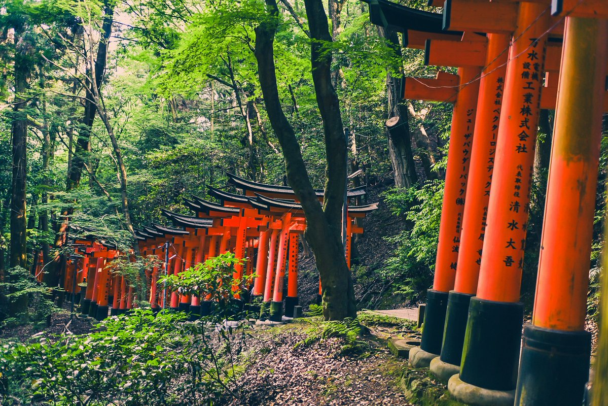 crjustus's tweet photo. The Torii gates of Kyoto, Japan. 🇯🇵 https://t.co/DbDSIYCuIK