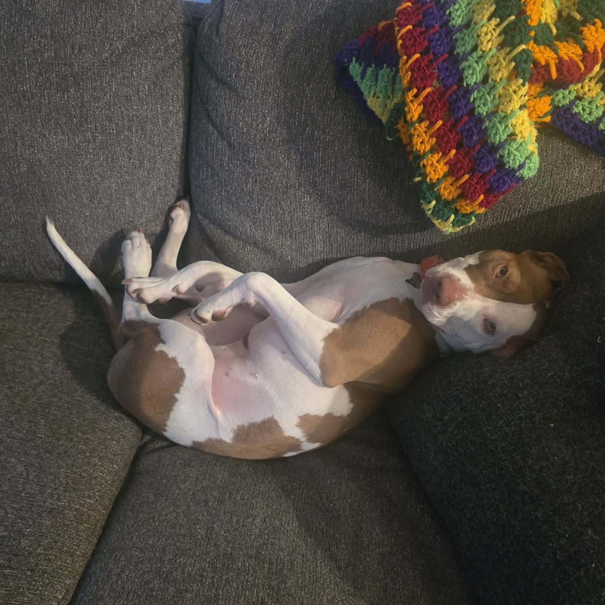 TheRealMB220's tweet photo. Post your pet pics https://t.co/bW1WndVN3z