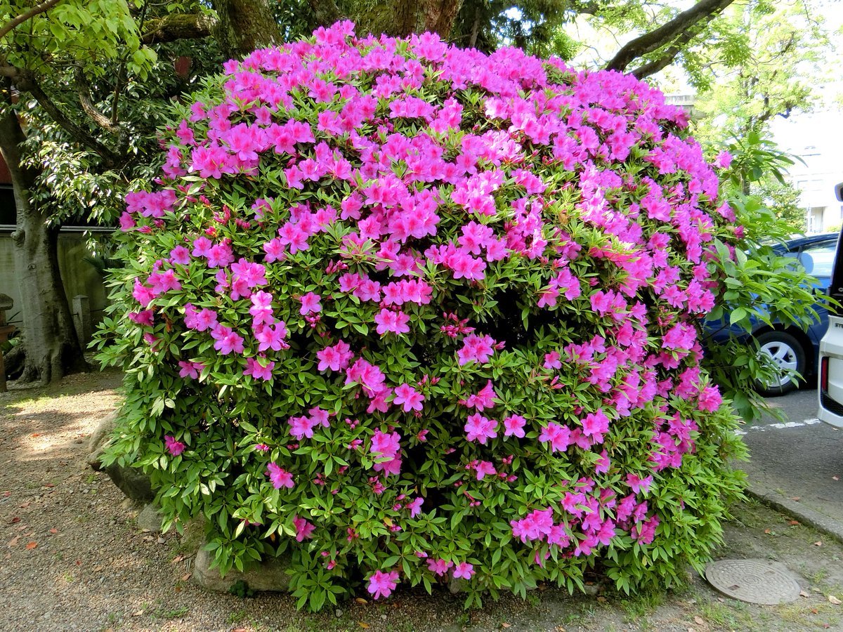 noka211's tweet photo. 日本🇯🇵JAPAN　😺🌺🎶ฅ(=^•ω•^=)ฅ🎶🦢🎎
Photo by NOKA #日本JAPAN
ピンタレスト（Pinterest) https://t.co/1m5OLK6XPf https://t.co/zzbH3ujaI5