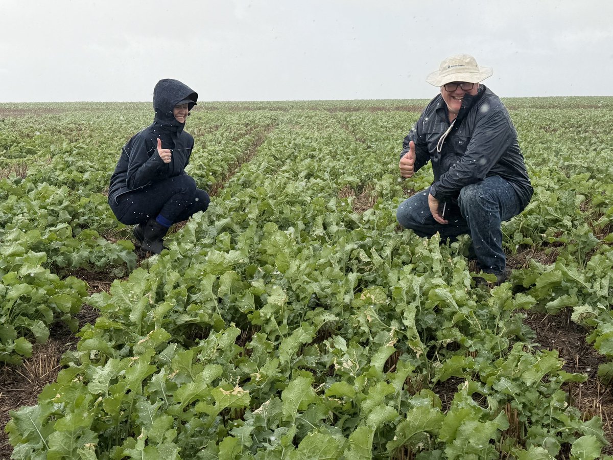 CaptainCanola's tweet photo. 2026 Gibson WA @theGRDC @GRDC_NVT Canola GLY, CL, TT Trials looking magnificent after recent rain. Well done @kalyx_australia Wet n Rainy but we are still out here scoring vigour assessments. 👍🏻⛈️ 💨@GRDCWest @PacificSeeds @FotiouMila @AgingAgro @hurgl1 @danrollsroyce @schilgee https://t.co/26w1YOagk8