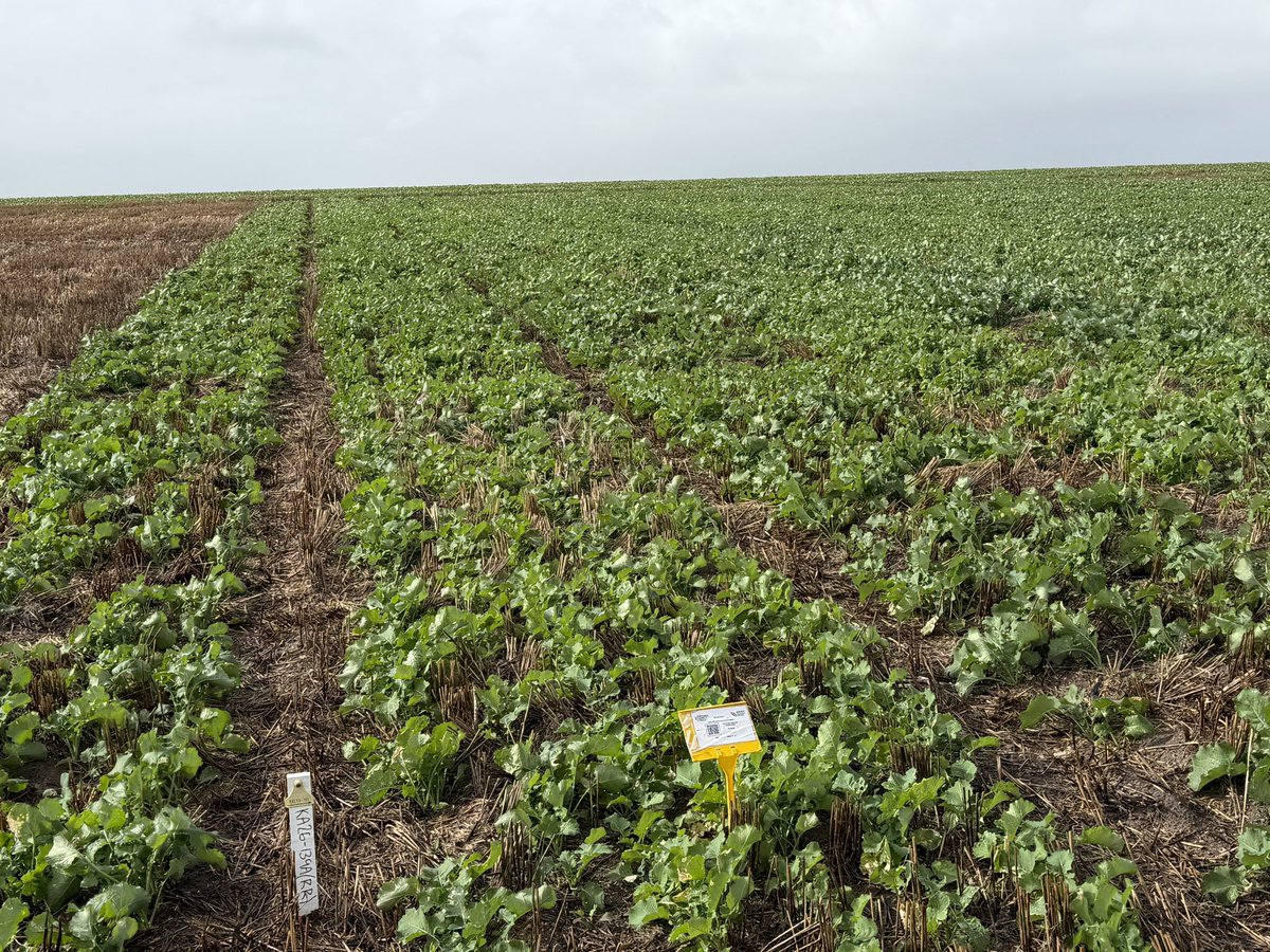 CaptainCanola's tweet photo. 2026 Gibson WA @theGRDC @GRDC_NVT Canola GLY, CL, TT Trials looking magnificent after recent rain. Well done @kalyx_australia Wet n Rainy but we are still out here scoring vigour assessments. 👍🏻⛈️ 💨@GRDCWest @PacificSeeds @FotiouMila @AgingAgro @hurgl1 @danrollsroyce @schilgee https://t.co/26w1YOagk8